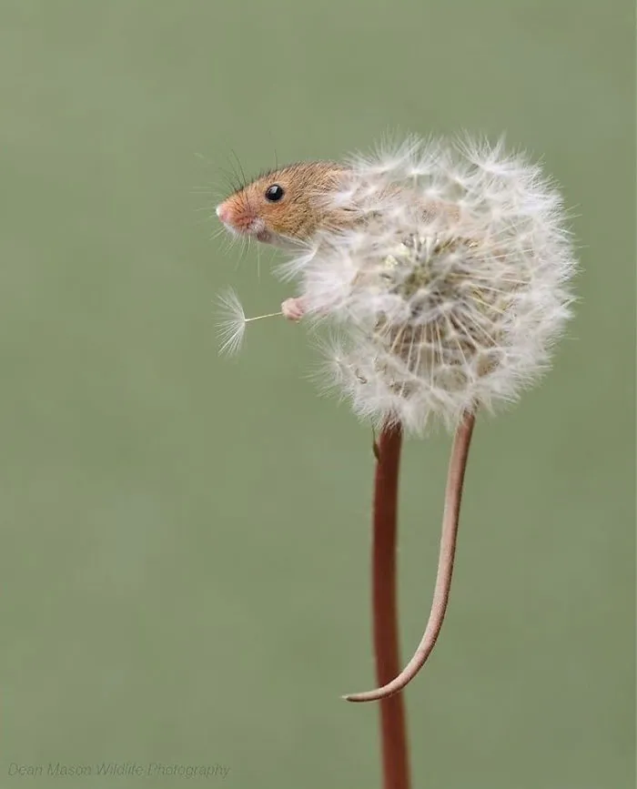 35 Adorable Photos Of Harvest Mice Living Their Tiny Lives By Dean Mason