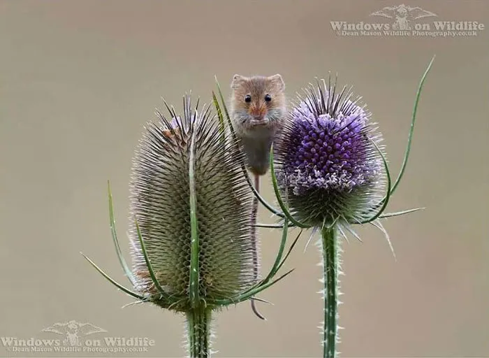 30 Adorables fotos de ratones espigueros haciendo su vida, por Dean Mason