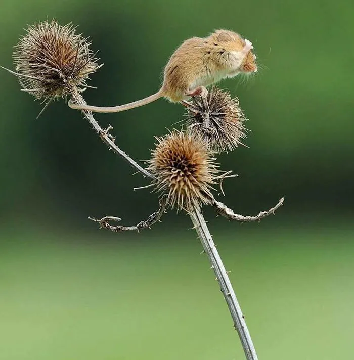 35 Adorable Photos Of Harvest Mice Living Their Tiny Lives By Dean Mason