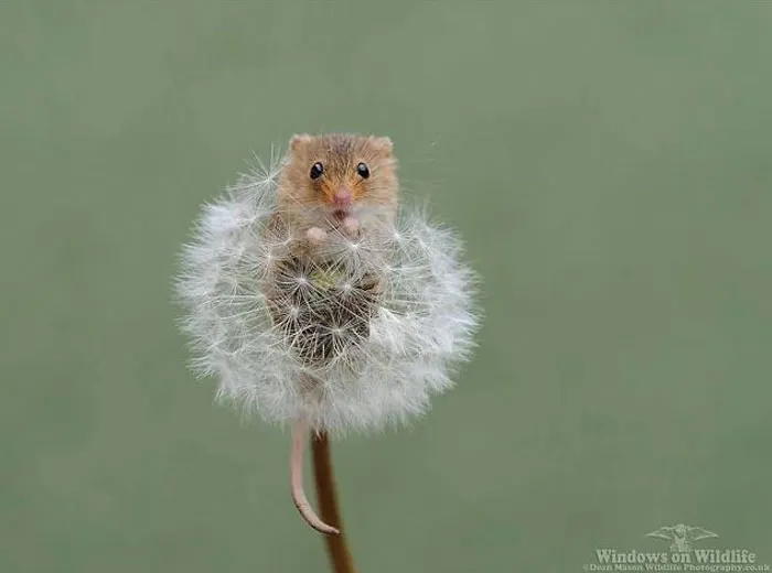35 Adorable Photos Of Harvest Mice Living Their Tiny Lives By Dean Mason