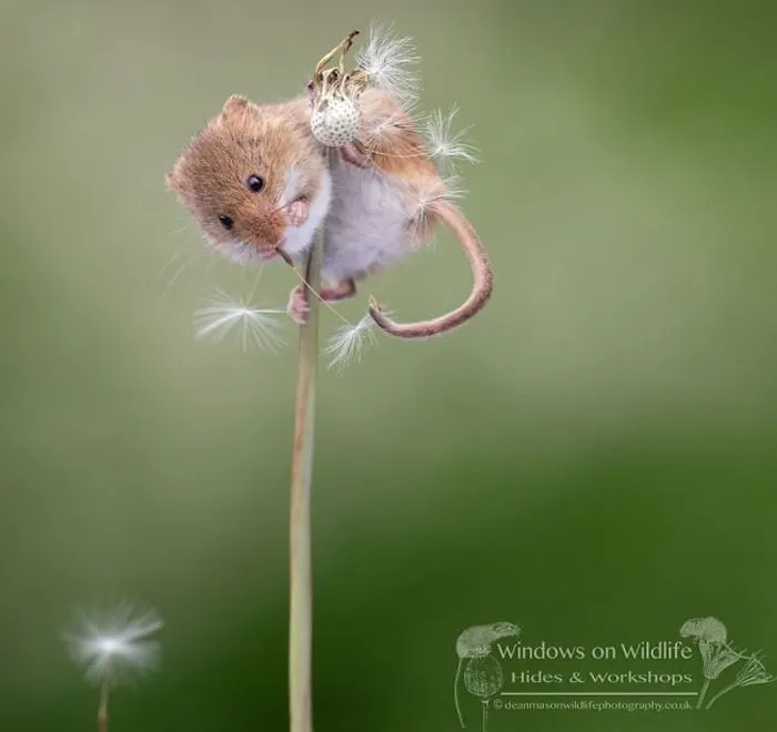 35 Adorable Photos Of Harvest Mice Living Their Tiny Lives By Dean Mason