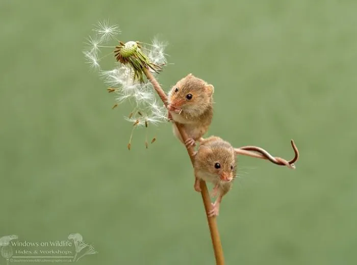 35 Adorable Photos Of Harvest Mice Living Their Tiny Lives By Dean Mason