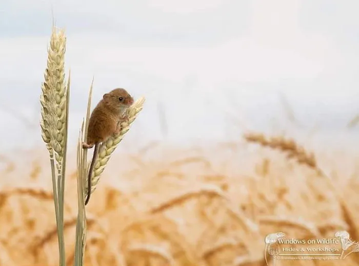 35 Adorable Photos Of Harvest Mice Living Their Tiny Lives By Dean Mason