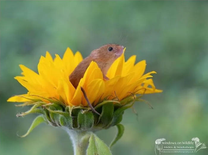 30 Adorables fotos de ratones espigueros haciendo su vida, por Dean Mason