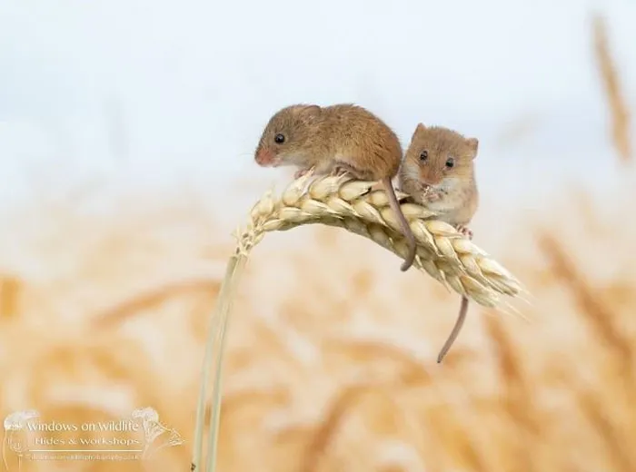 30 Adorables fotos de ratones espigueros haciendo su vida, por Dean Mason