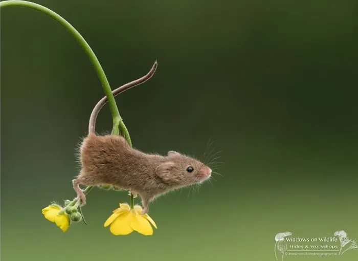 30 Adorables fotos de ratones espigueros haciendo su vida, por Dean Mason