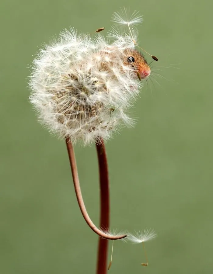 35 Adorable Photos Of Harvest Mice Living Their Tiny Lives By Dean Mason