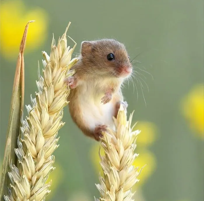 35 Adorable Photos Of Harvest Mice Living Their Tiny Lives By Dean Mason