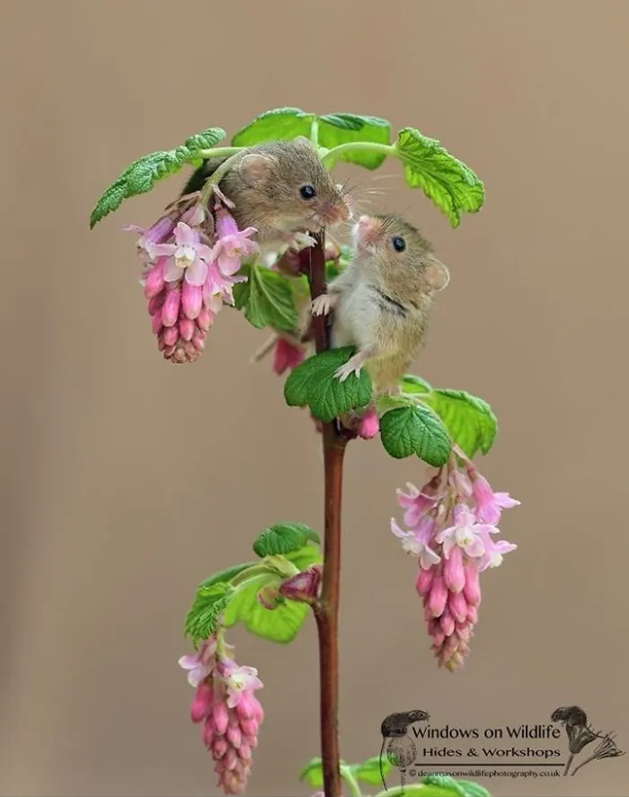 35 Adorable Photos Of Harvest Mice Living Their Tiny Lives By Dean Mason