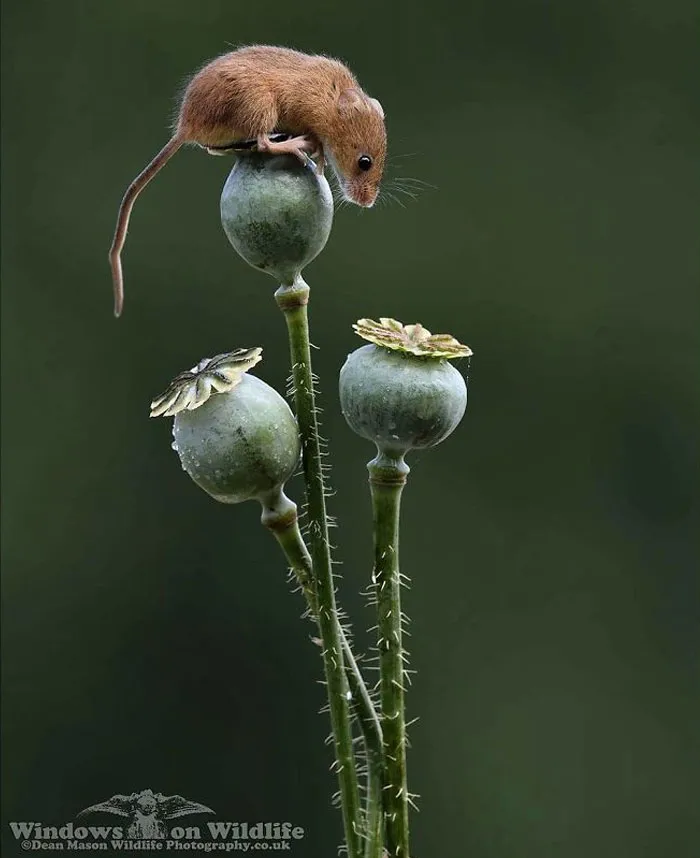 35 Adorable Photos Of Harvest Mice Living Their Tiny Lives By Dean Mason