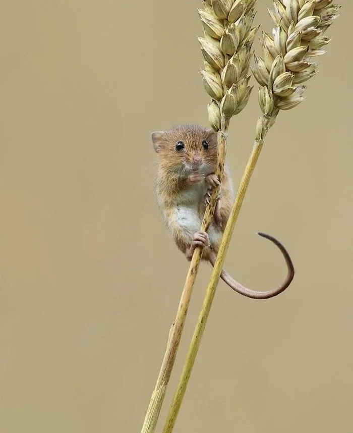30 Adorables fotos de ratones espigueros haciendo su vida, por Dean Mason