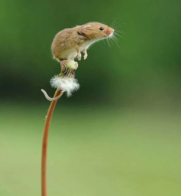30 Adorables fotos de ratones espigueros haciendo su vida, por Dean Mason