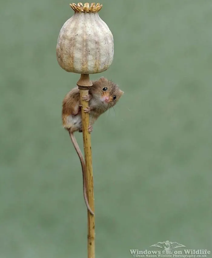 35 Adorable Photos Of Harvest Mice Living Their Tiny Lives By Dean Mason