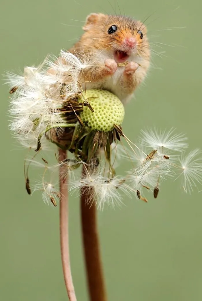 35 Adorable Photos Of Harvest Mice Living Their Tiny Lives By Dean Mason