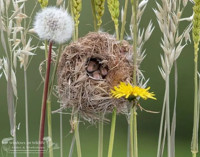 35 Adorable Photos Of Harvest Mice Living Their Tiny Lives By Dean Mason