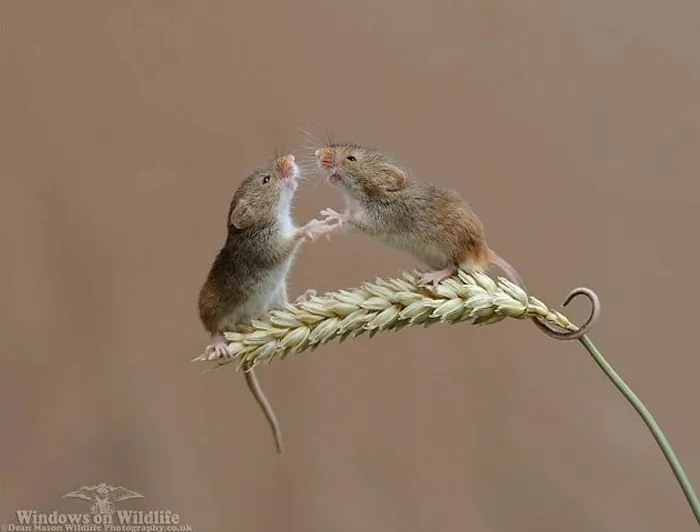 35 Adorable Photos Of Harvest Mice Living Their Tiny Lives By Dean Mason