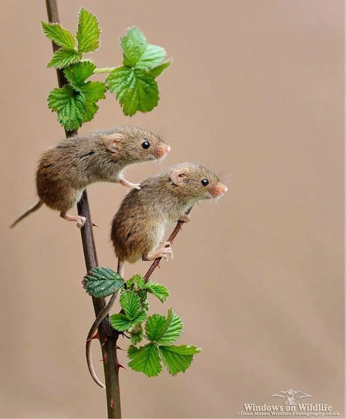 30 Adorables fotos de ratones espigueros haciendo su vida, por Dean Mason