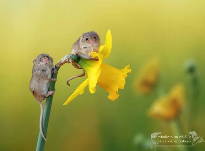 30 Adorables fotos de ratones espigueros haciendo su vida, por Dean Mason
