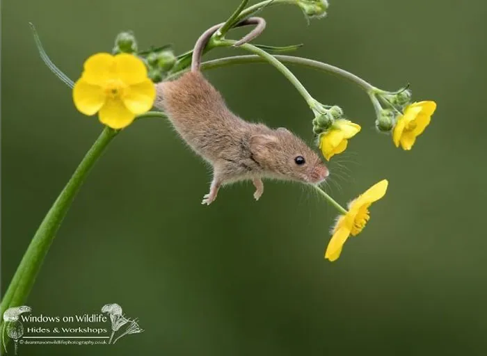 35 Adorable Photos Of Harvest Mice Living Their Tiny Lives By Dean Mason