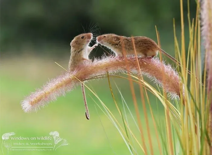 35 Adorable Photos Of Harvest Mice Living Their Tiny Lives By Dean Mason