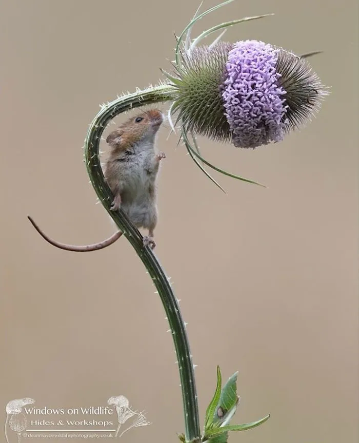 35 Adorable Photos Of Harvest Mice Living Their Tiny Lives By Dean Mason