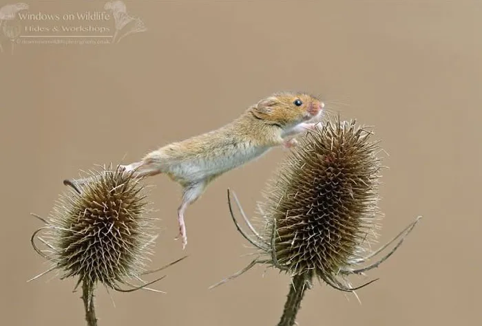 30 Adorables fotos de ratones espigueros haciendo su vida, por Dean Mason