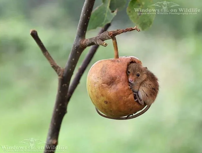 35 Adorable Photos Of Harvest Mice Living Their Tiny Lives By Dean Mason