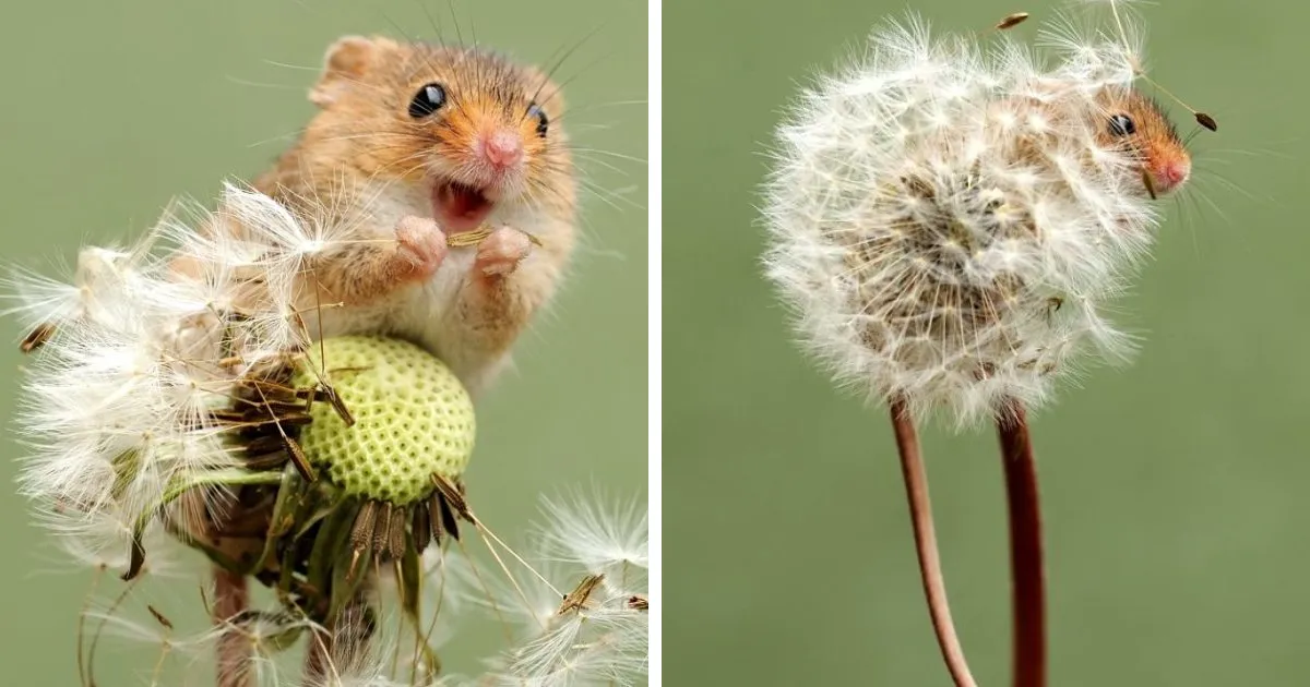 30 Adorables fotos de ratones espigueros haciendo su vida, por Dean Mason