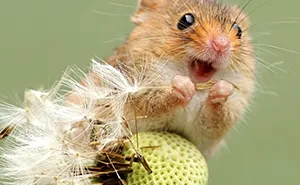 35 Adorable Photos Of Harvest Mice Living Their Tiny Lives By Dean Mason