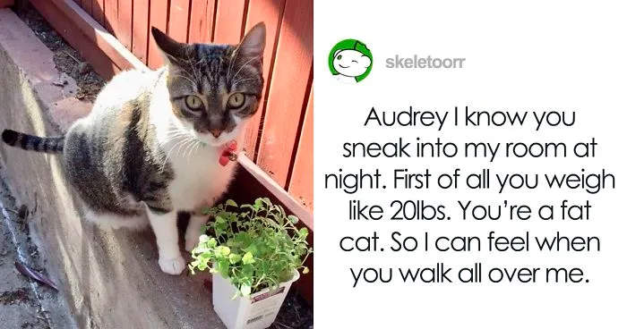 Someone Writes Letter To Their 'Unfriendly' Cat Exposing Her Sweet Side To The Whole Internet