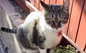 Someone Writes Letter To Their 'Unfriendly' Cat Exposing Her Sweet Side To The Whole Internet