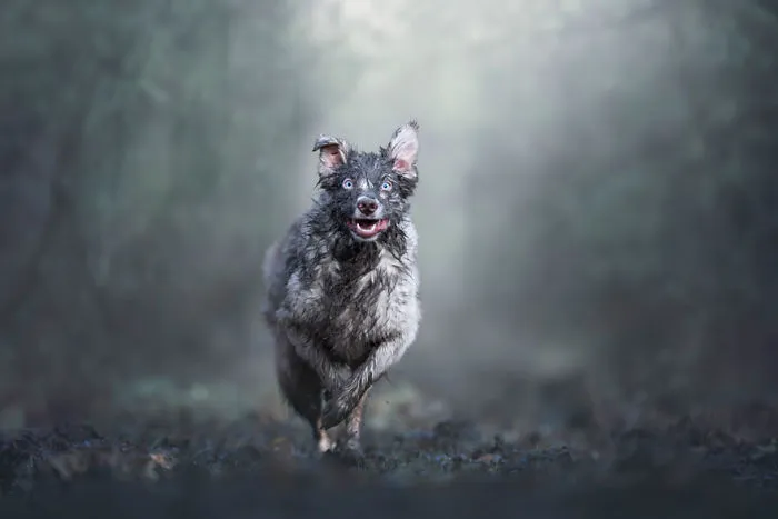Dogs At Play Category 1st Place Winner, ‘Dirty Dog’ By Monica Van Der Maden, Netherlands