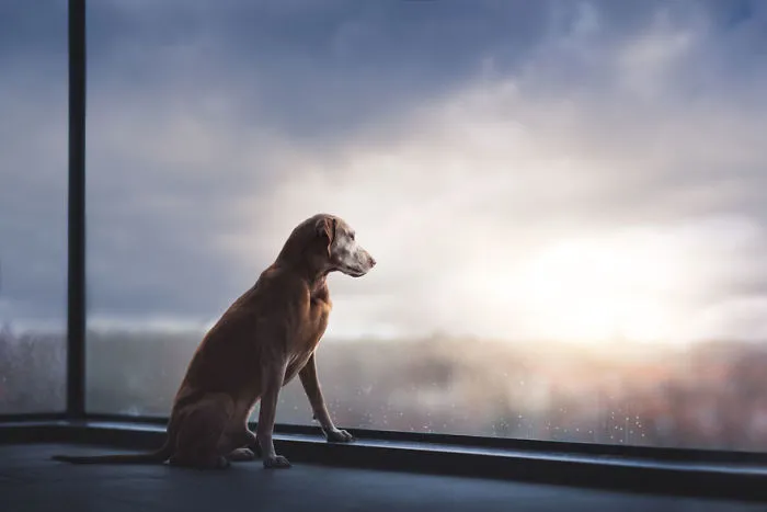 Special Mention Oldies Category, ‘Till The End Of Time’ By Monica Van Der Maden, Netherlands