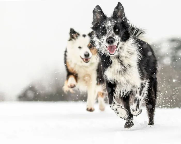Special Mention Dogs At Play Category, “A Snowy Chase” By Louise Farrell, UK
