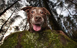 Here Are 30 Best Dog Photos Of The Year 2019 And They Are Pawsome