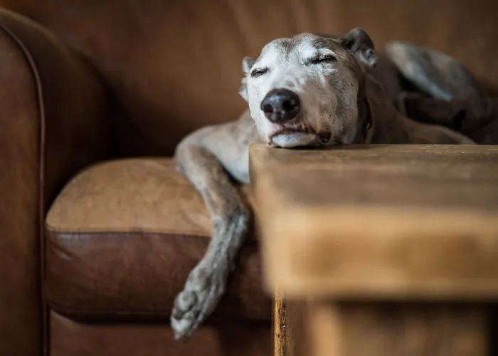 Oldies Category, 3rd Place Winner, ‘Contented’ By Susan Lang, United Kingdom