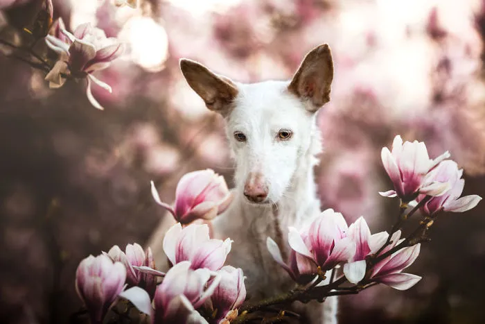 Dog Photographer Of The Year 2019 Overall Winner And Oldies Category 1st Place Winner, ‘Dreaming Merlin’ By Denise Czichocki, Switzerland