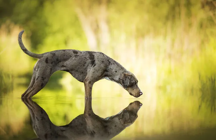 Portrait 2nd Place Winner, ‘Mirror’ By Ria Putzker, Austria