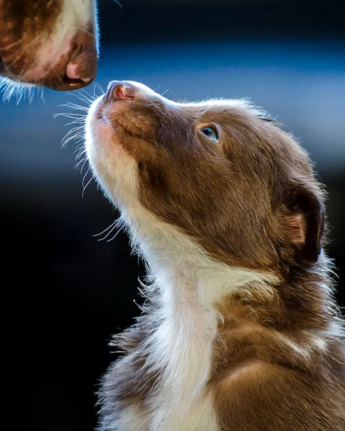Puppies Category 2nd Place Winner, ‘Father And Son’ By Carlos Aliperti, Brazil