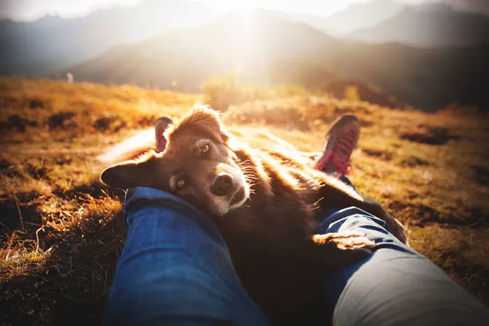 Rescue Dogs Charity Category 1st Place Winner, 'Finntastic' By Anne Geier, Austria