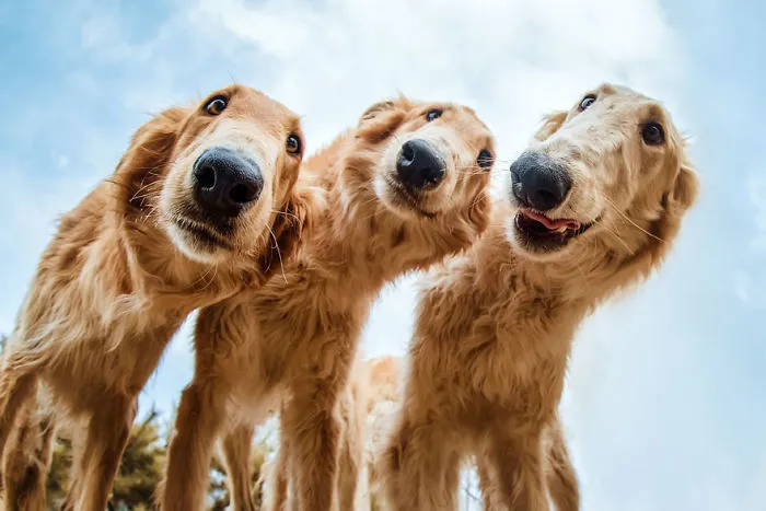 Rescue Dogs Charity Category 2nd Place Winner, ‘Curiosity’ By Tianhang Zhang, China
