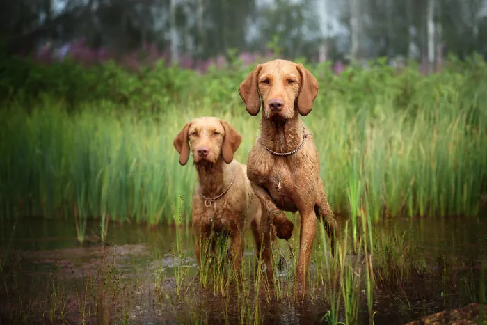 Dogs At Work 3rd Place Winner, ‘Time For Hunting’ By Nadezhda Ivanova, Russia