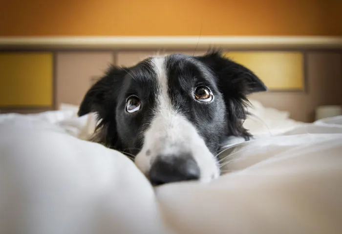 I Love Dogs Because… 2nd Place Winner, ‘Peace And Quiet’ By Luca Gombos, Hungary