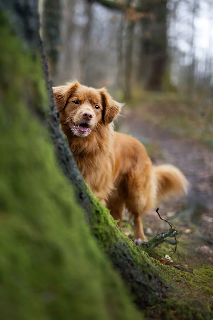 I Love Dogs Because… 3rd Place Winner,  ‘Best Buddy’ By Flora Wilson, UK