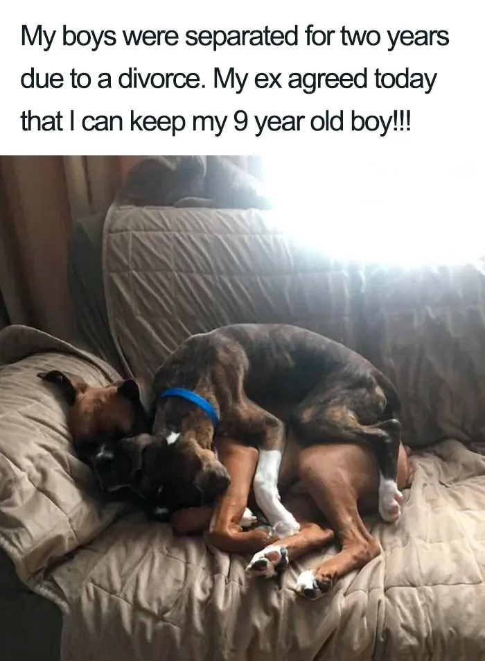 30 Wholesome Dog Posts That Will Hopefully Make Your Day (New Pics)