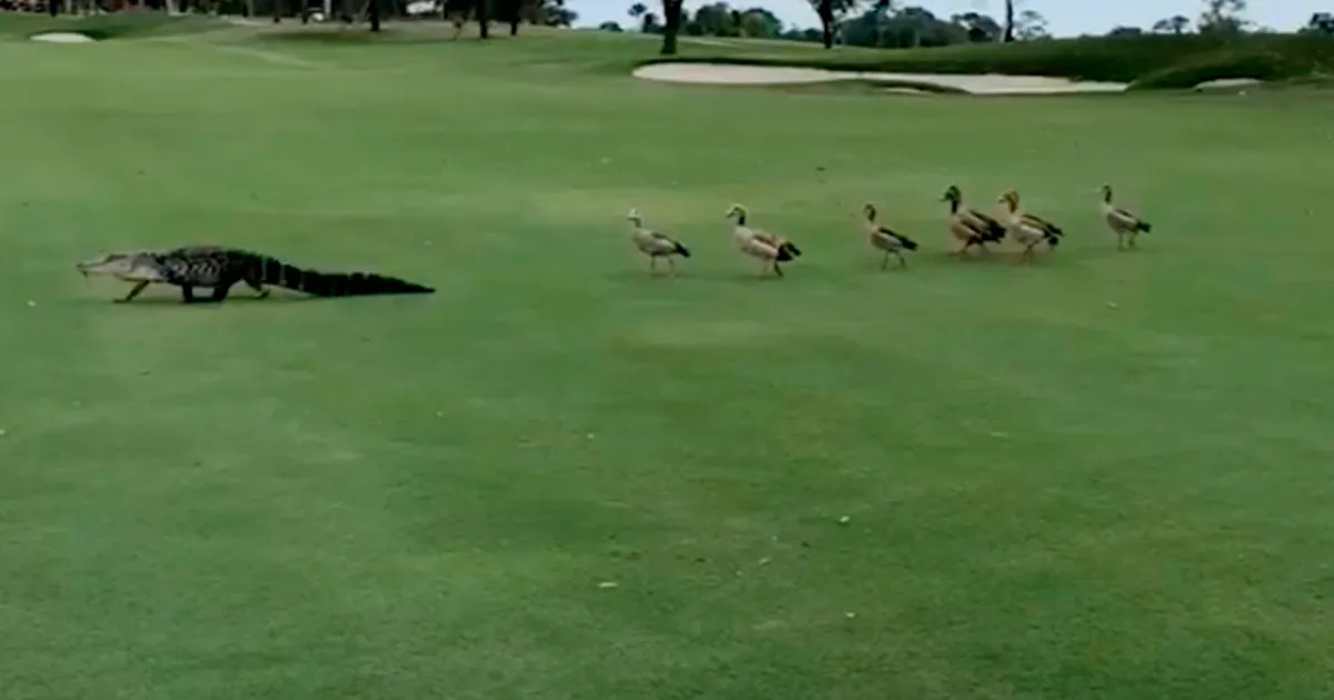 Unos gansos cabreados irrumpen en un campo de golf persiguiendo a un aligator