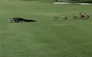 Angry Ducks Interrupt Golf Game By Chasing Alligator Down The Course