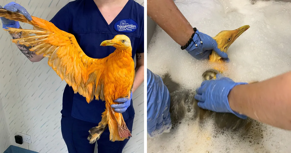 Rescatan a un ave "exótica" que no podía volar, resultó ser una gaviota cubierta de curry