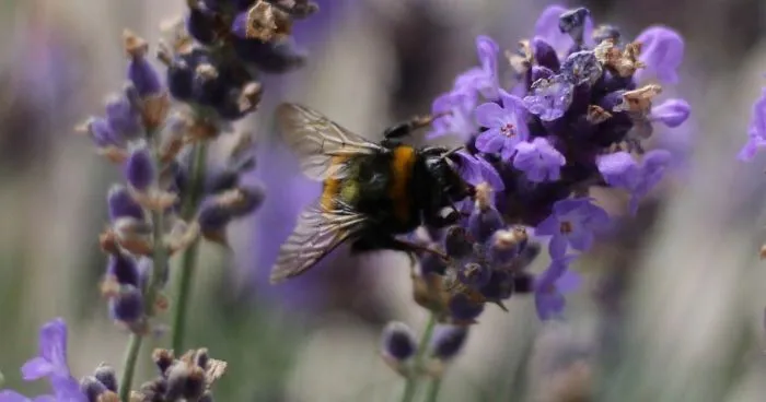 I Planted Flowering Plants To Help Pollinators, And They Gave Me Something To Practice Photography On