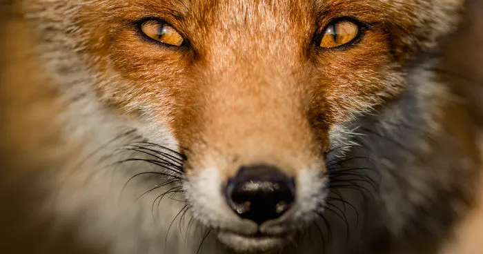 Foxes Of Amsterdam